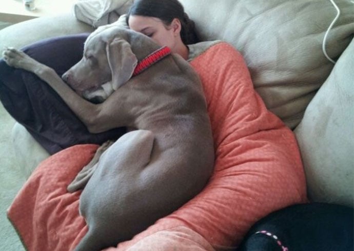 Woman and Weimaraner cuddling asleep on the sofa together for the Get A Weimaraner DogBuddy Blog Post