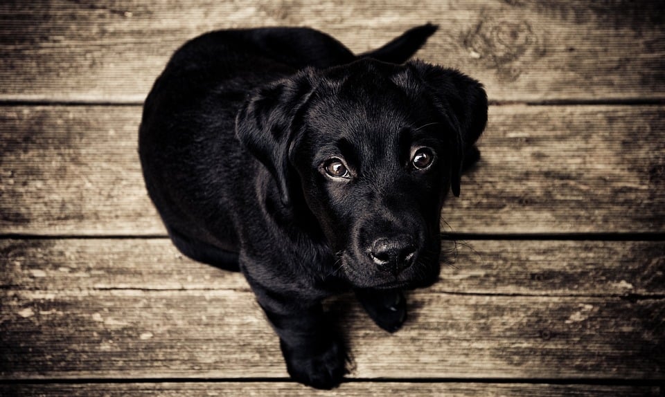 5 Ways Your Dog Asks For Help
