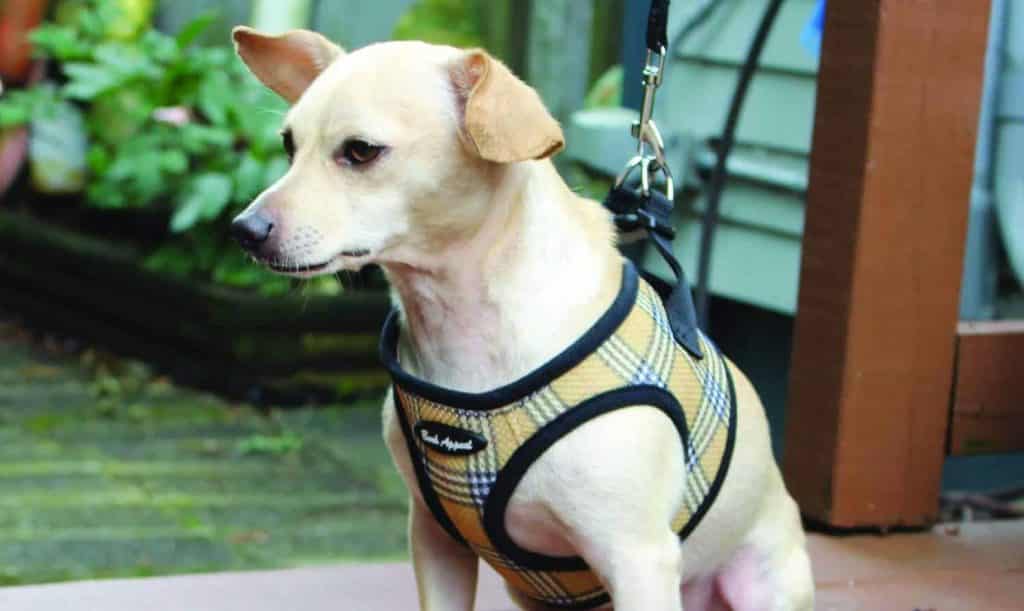 5 Best Velcro Harnesses for Dogs | The 
