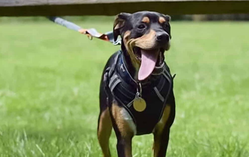 babyltrl dog harness