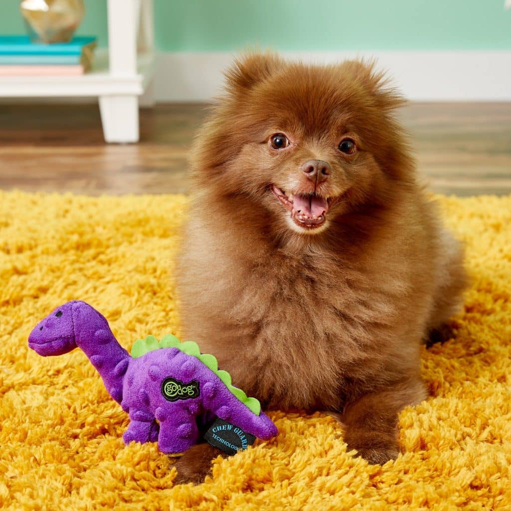 small brown fluffy dog on yellow shag carpet next to purple GoDog Just For Me Small Plush Dinosaur Squeaker Toy