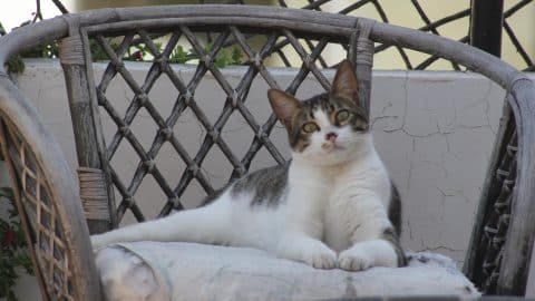 Munchkin cat