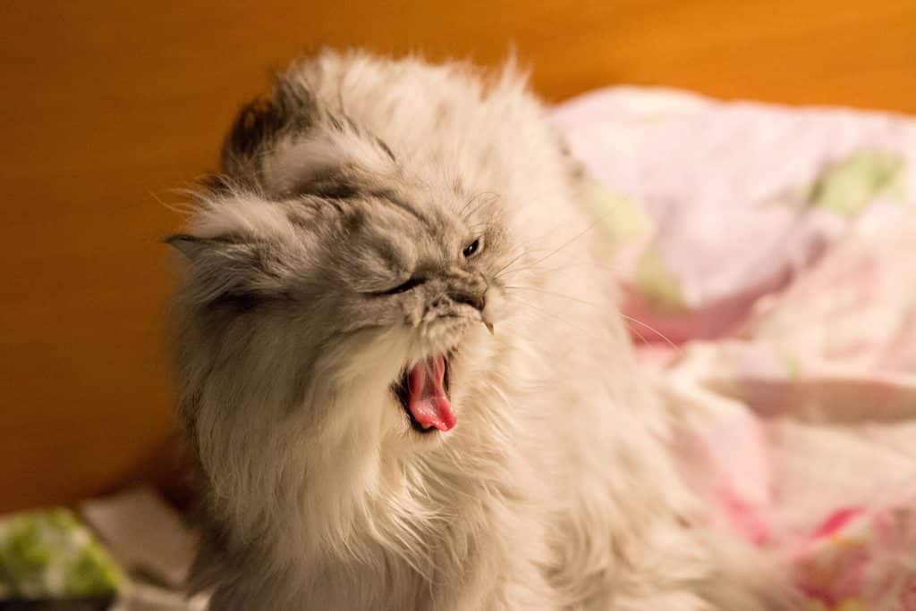 6 Fascinating Persian Cat Facts The Dog People By Rover Com