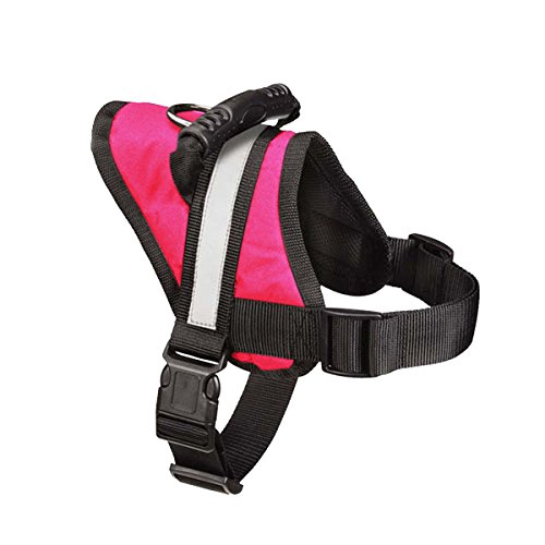 Goldendoodle Harnesses Top Picks for Walks and Hikes With Your Pup