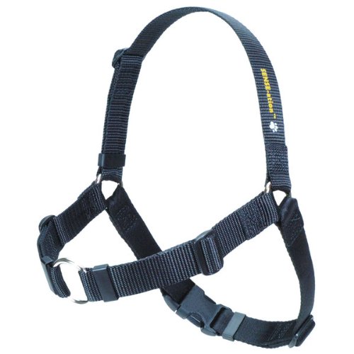 7 Best Dog Harnesses for Bernese Mountain Dogs The Dog People by