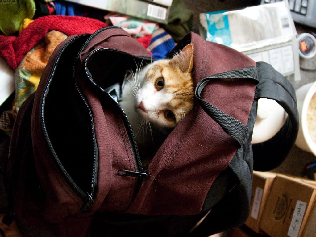 The 10 Best Cat Backpacks for Traveling Kitties The Dog People by