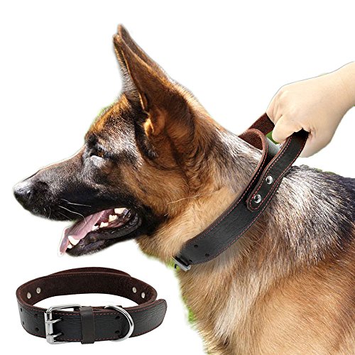 German Shepherd wearing a leather collar with handle