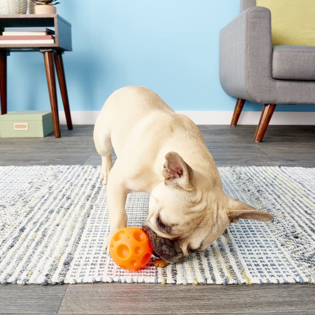 French Bulldog on a rug playing with orange Omega Paw Tricky Treat Ball