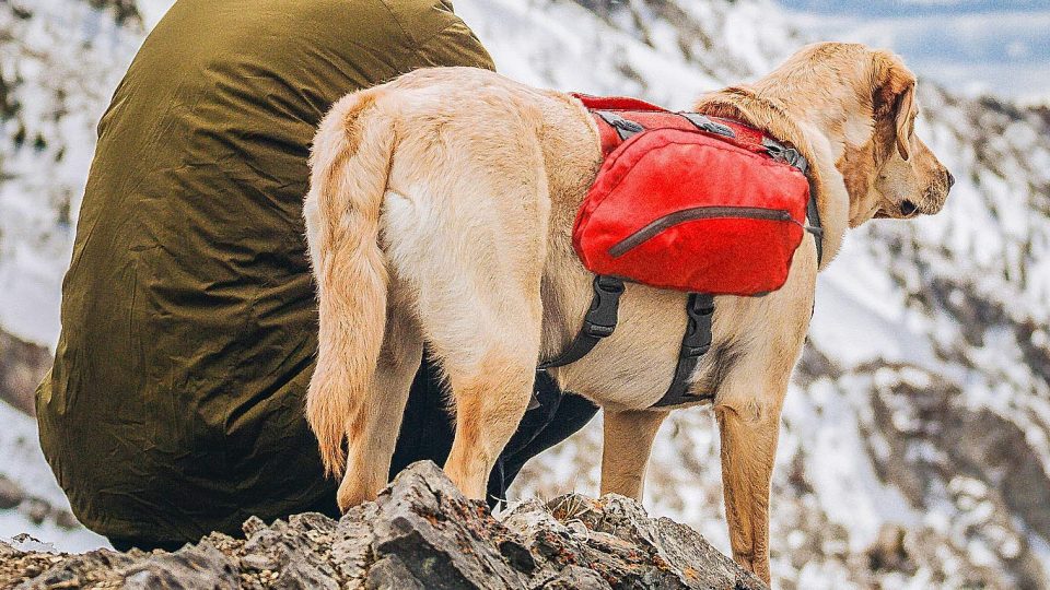 dog wearing pack for hiking on mountain