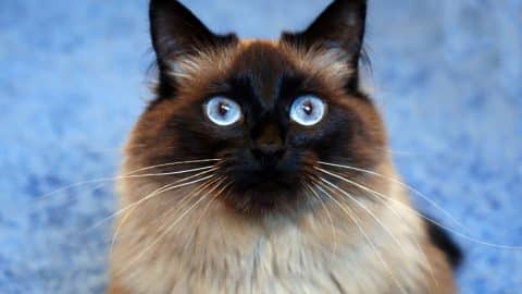 Ragdoll Breed