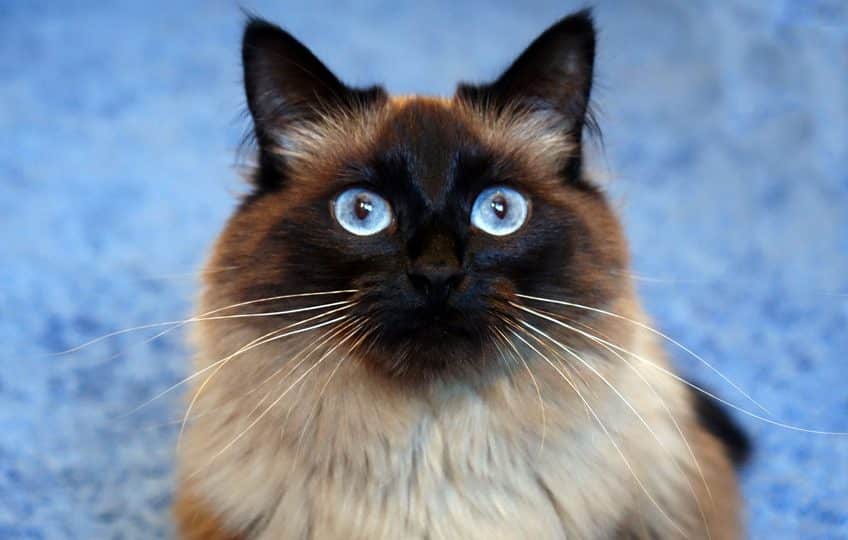 facts about ragdoll cats