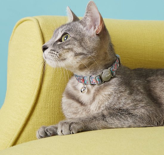 cat wearing Frisco rose-patterned collar