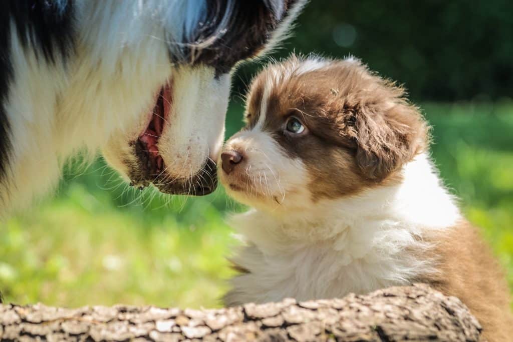Why does my dog hate puppies?