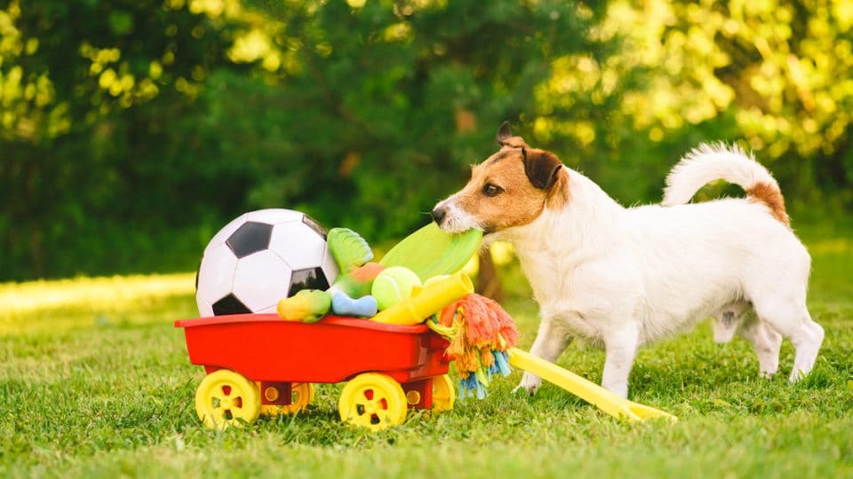 Jack Russell pulling toy from wagon full of small dog toys