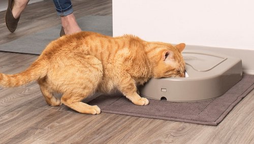 long term cat feeder