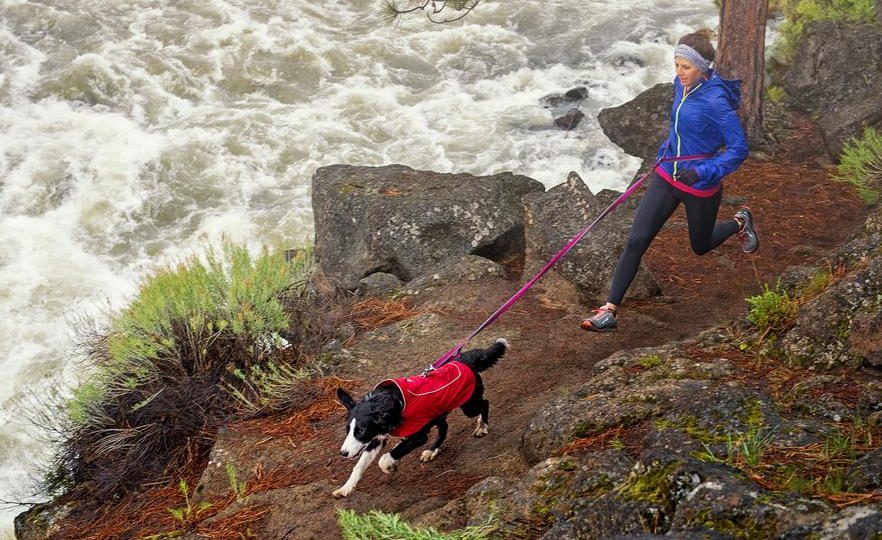 Top 10 Waterproof Dog Coats To Keep, Should Dogs Wear Coats In The Rain