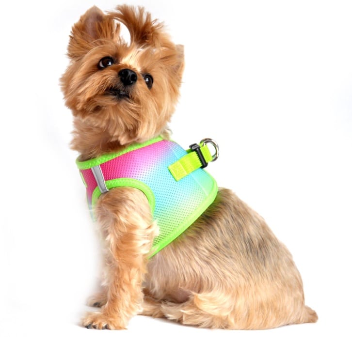 15 Rainbow Dog Collars The Dog People by