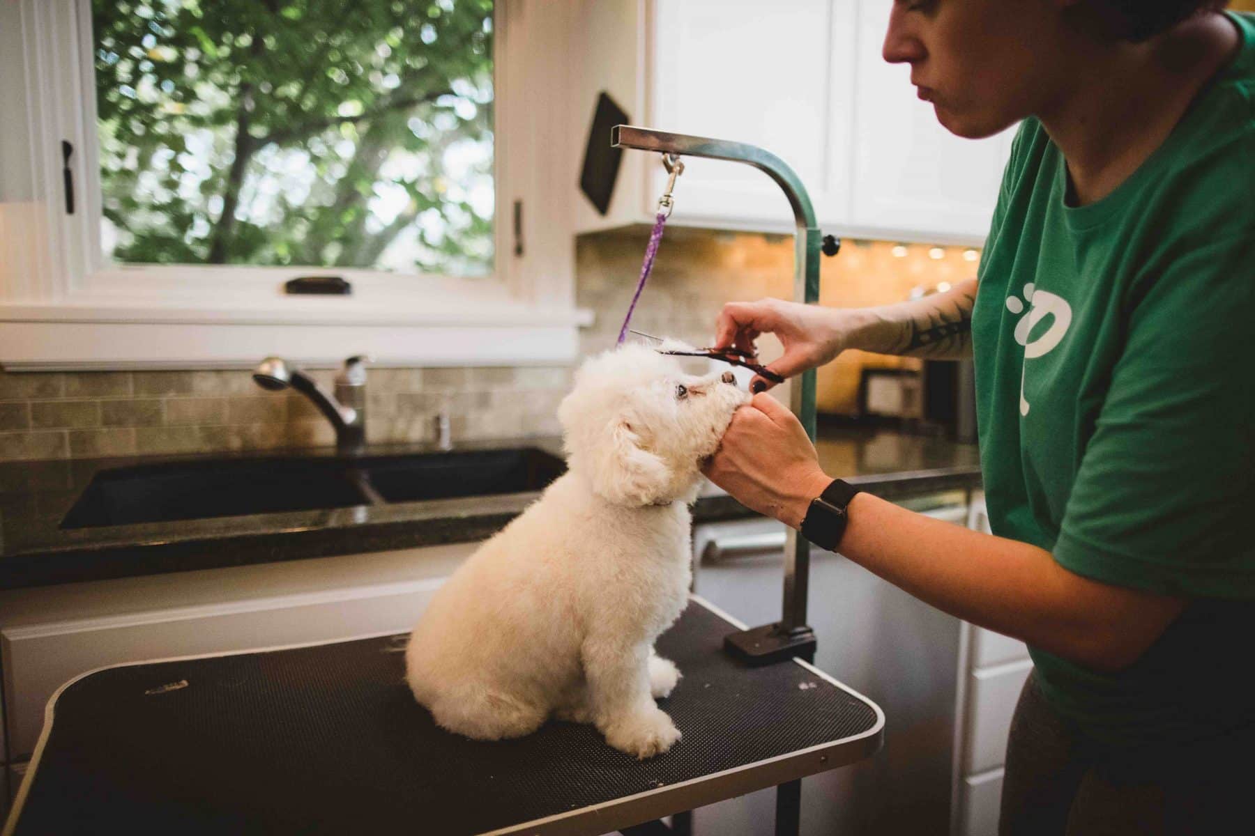 Rover Continues to Disrupt Traditional Pet Care, Launches