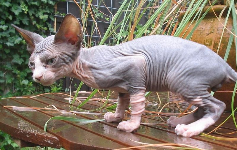 A crouching Sphinx cat