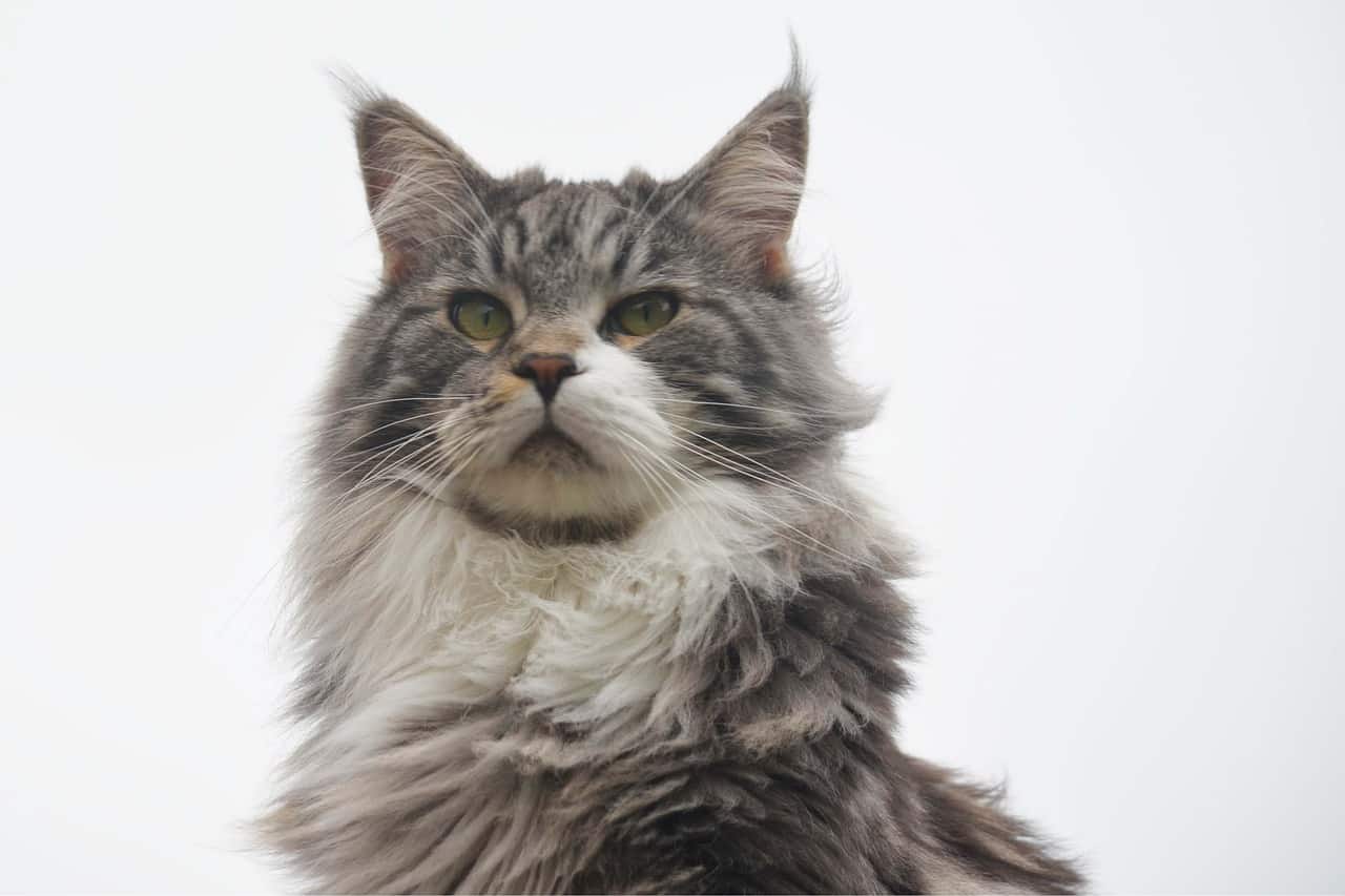 Amazing Facts About Maine Coon Cats