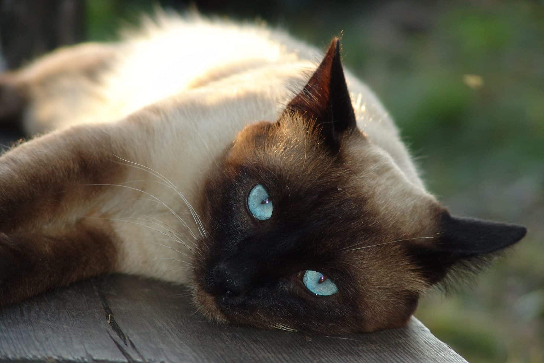 We Import Burmese Siamese And Tonkinese Cats From Thailand Thailand Is Home To An Incredible Race Of Cats With Distincti Tonkinese Cat Tonkinese Burmese Cat