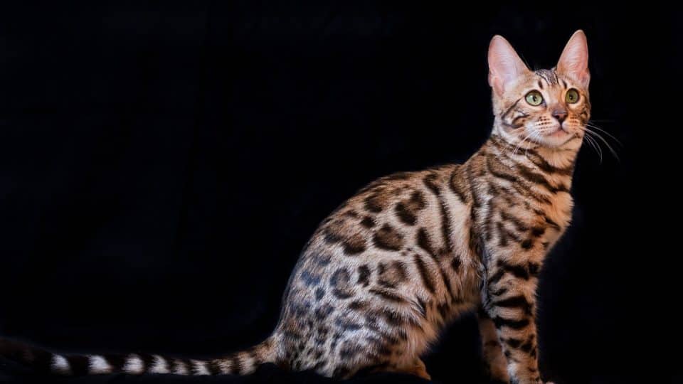 what do bengal cats love most