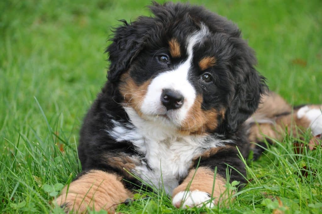 Bernese Mountain Dog Puppies The Ultimate Guide for New
