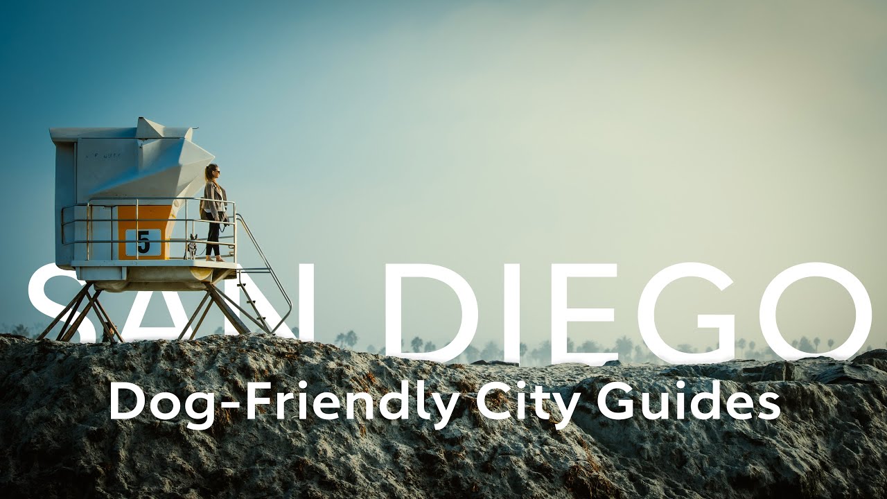 Dog's Day Out San Diego DogFriendly Activities in America's Finest City