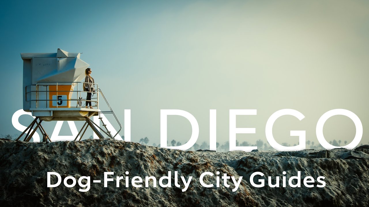 Where Can I Take My Dog Swimming near San Diego? The Dog People by