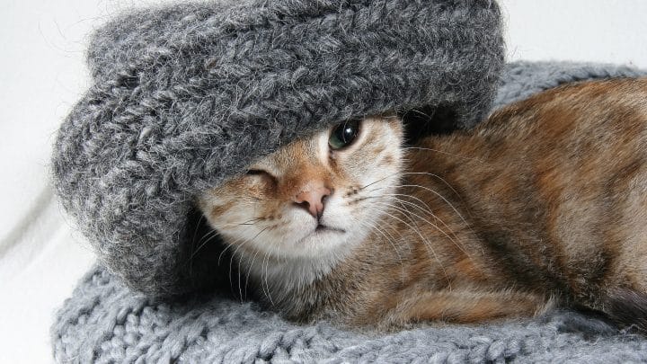 200-clever-funny-cat-names