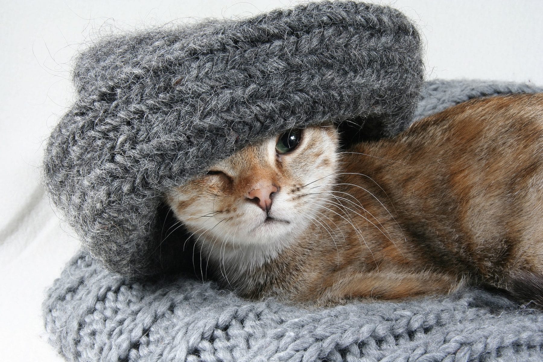 200 Clever Funny Cat Names