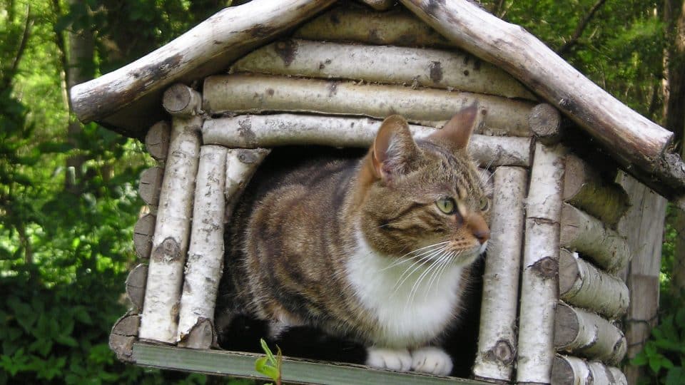 wooden cat houses outdoor uk
