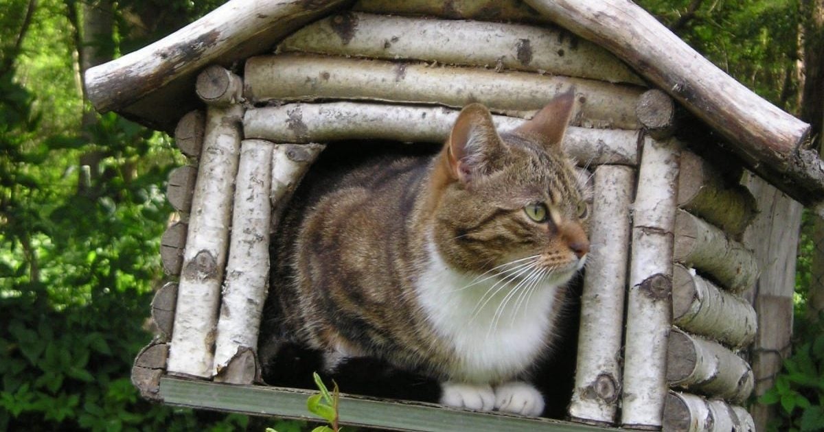 Outdoor Cat Houses, Outdoor Cat Trees For Large Cats Uk