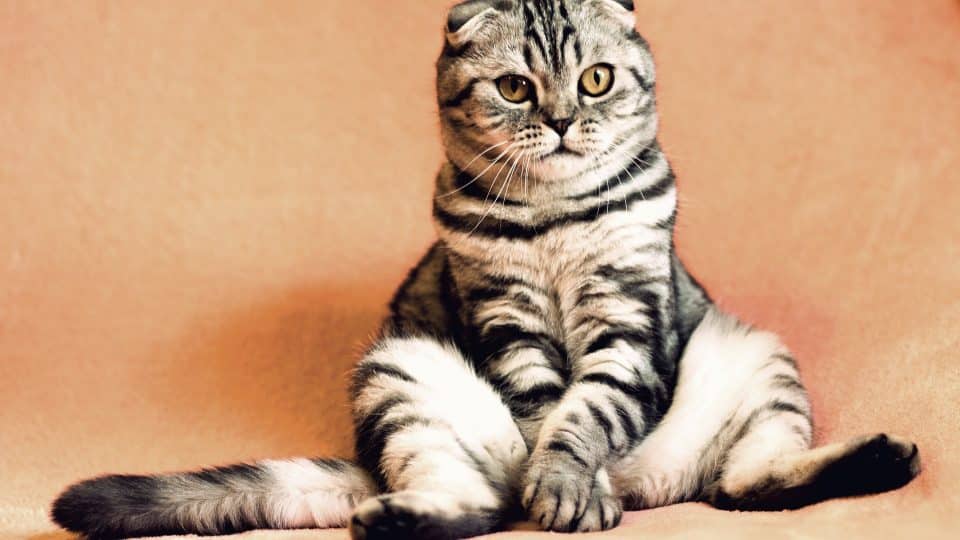 100+ Cute Cat Names and Inspirations for Your Kitten