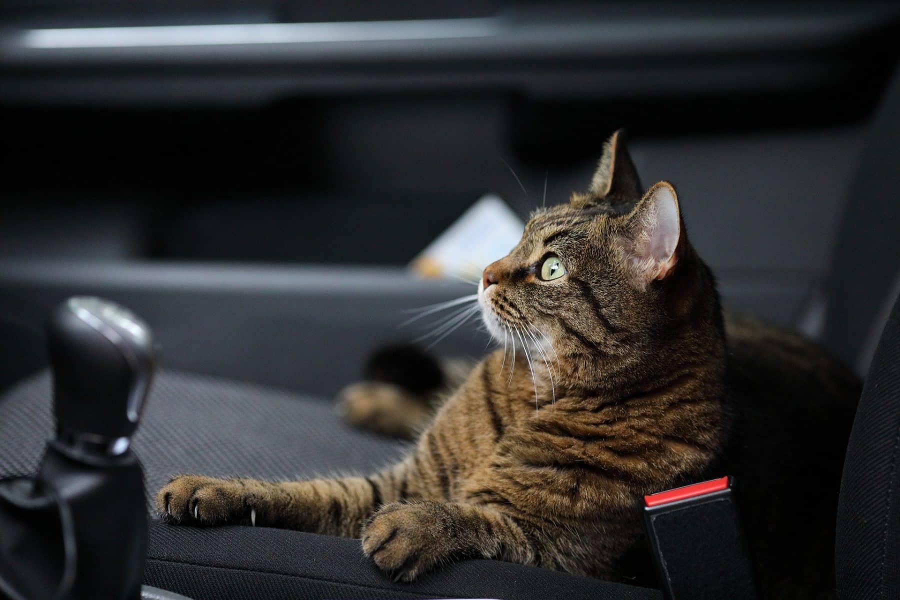 How to Travel with a Cat (As Painlessly as Possible) The Dog People