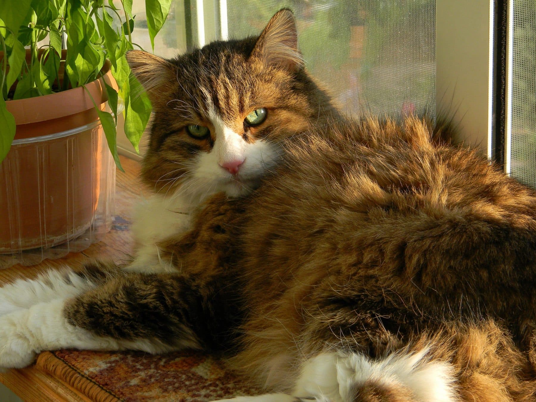 169 Cool Cat Names For Your Unique Female Or Male Cat