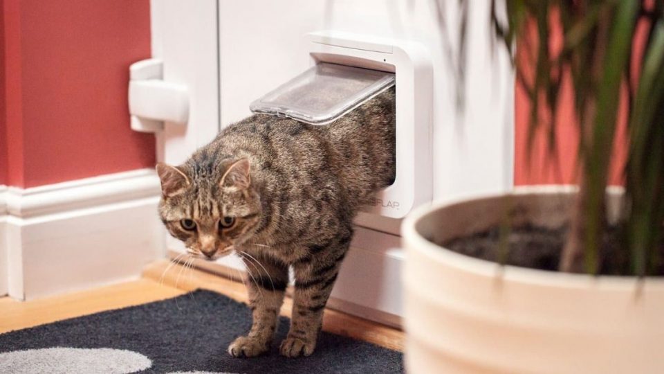 cat walking through cat door