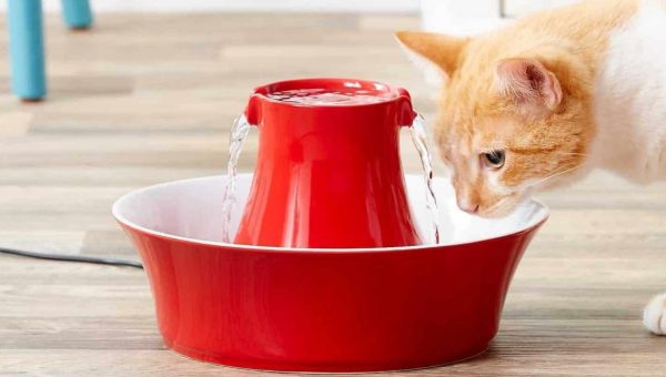 cat drinking from red ceramic water fountain