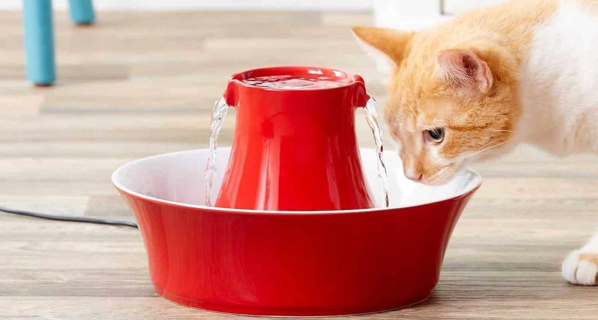 Water Fountains for Cats The Best Running Water Fountains for Cats