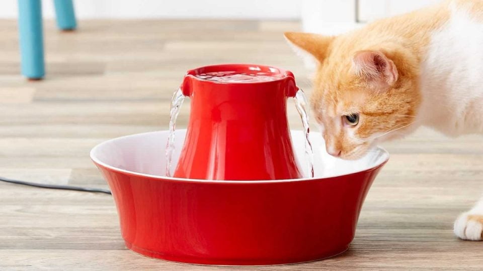 cat drinking from red ceramic water fountain