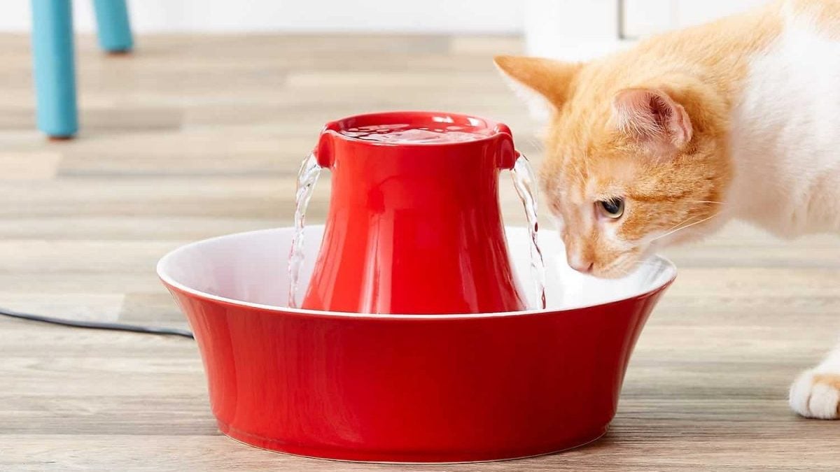 The 10 Best Cat Water Fountains to Help a Cat Stay Hydrated