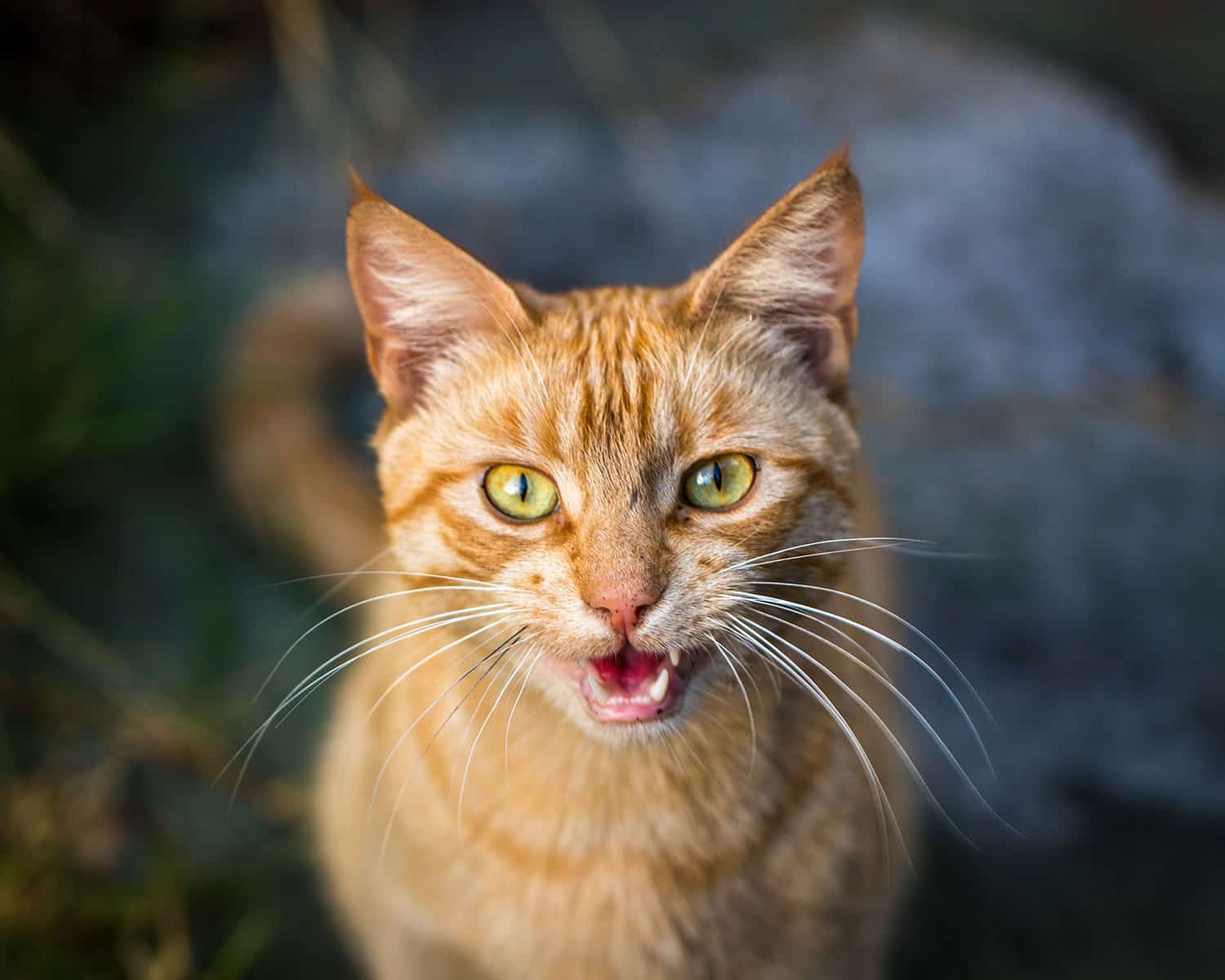 Orange Cat Meowing
