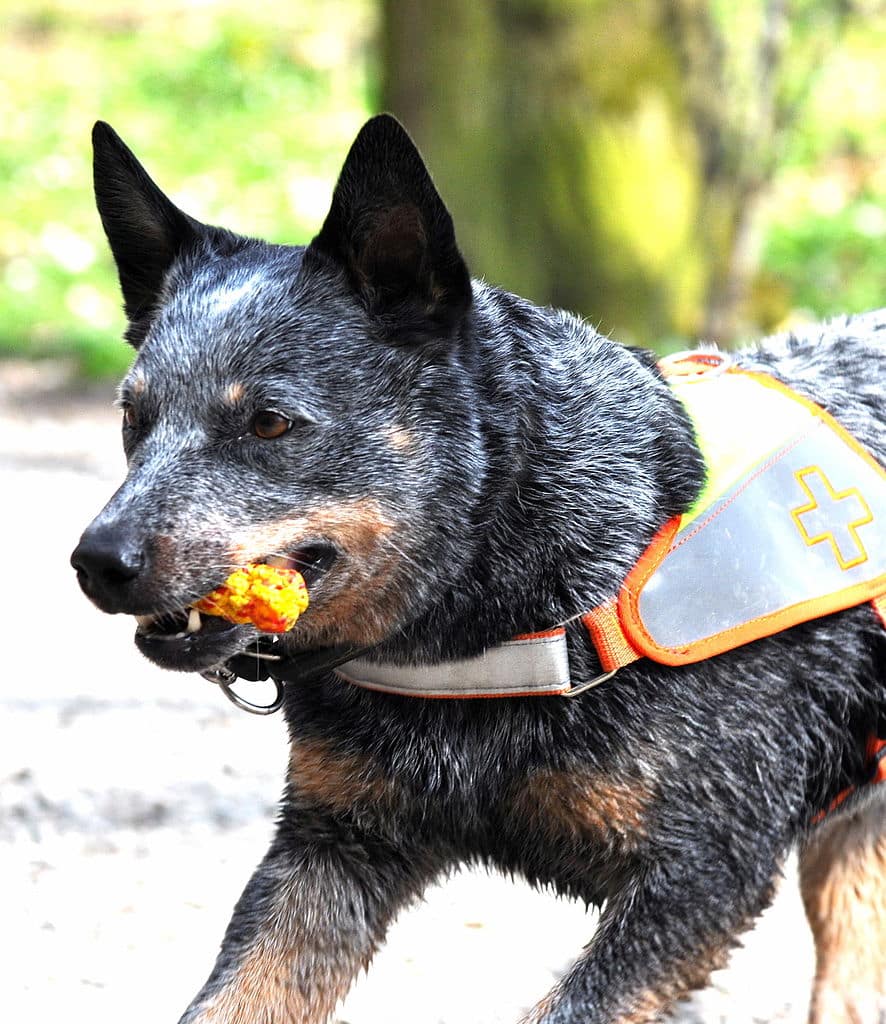 7 Best Harnesses For Australian Cattle Dogs The Dog People By Rover Com