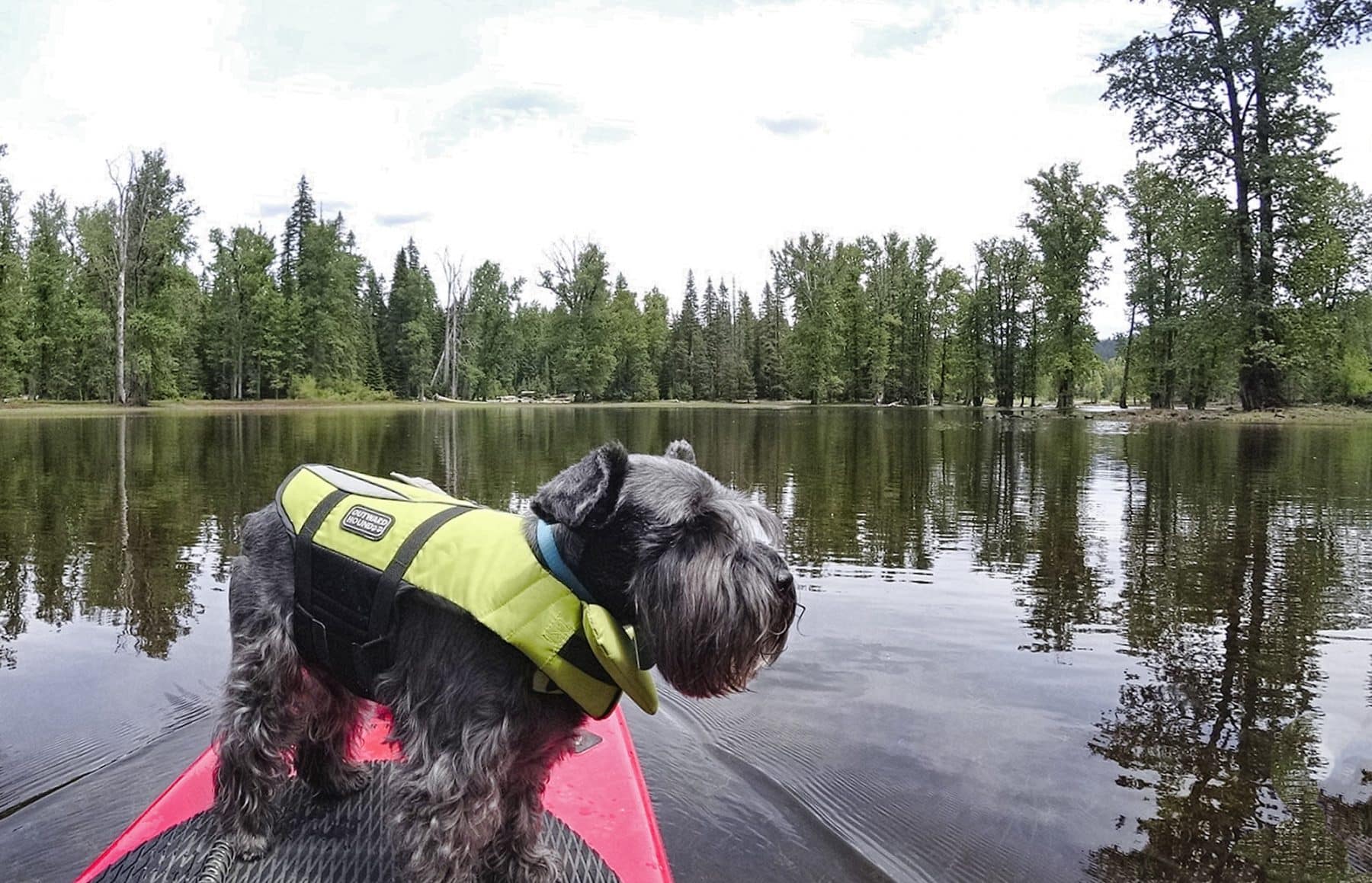 How to Paddleboard with Your Dog The Dog People by