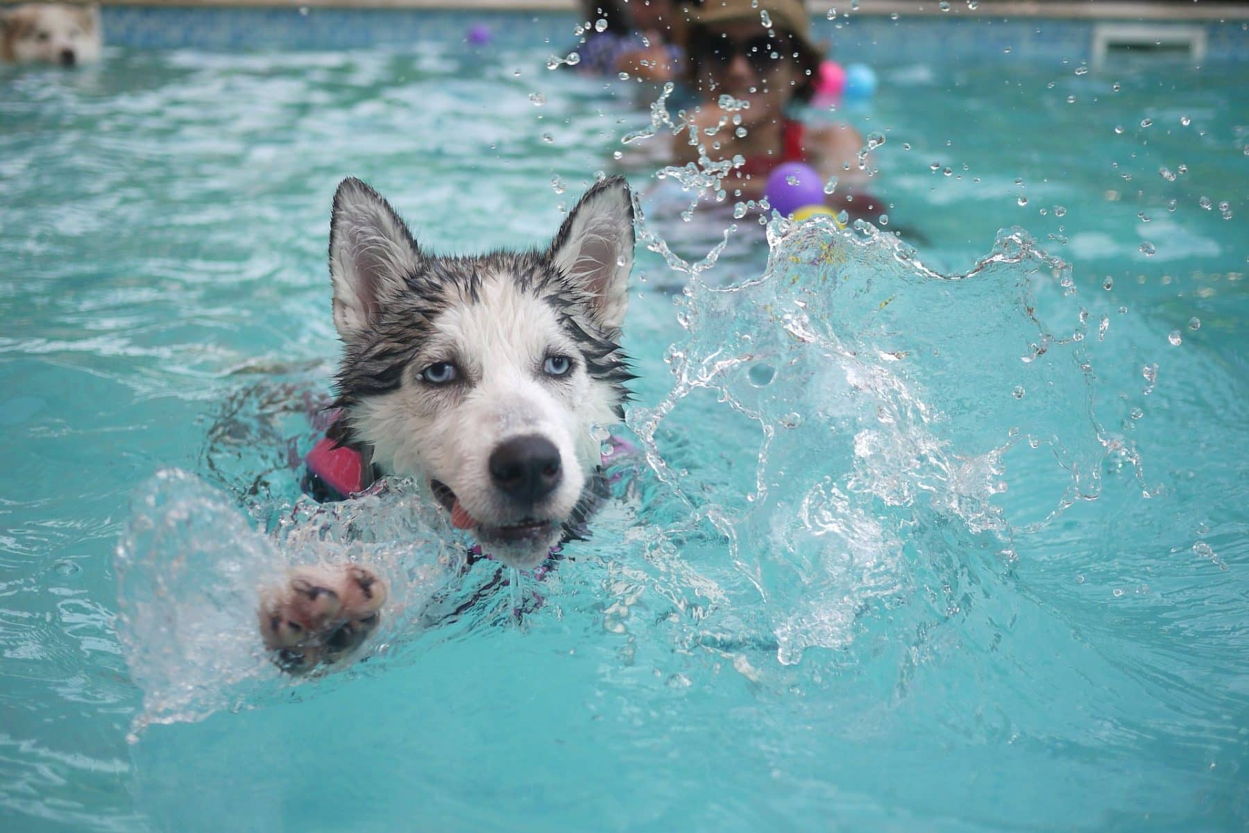 chewy dog swimming pool