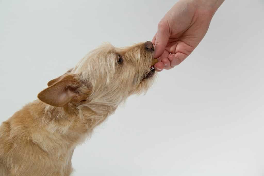 en gyllene hund får snacks från sin ägare