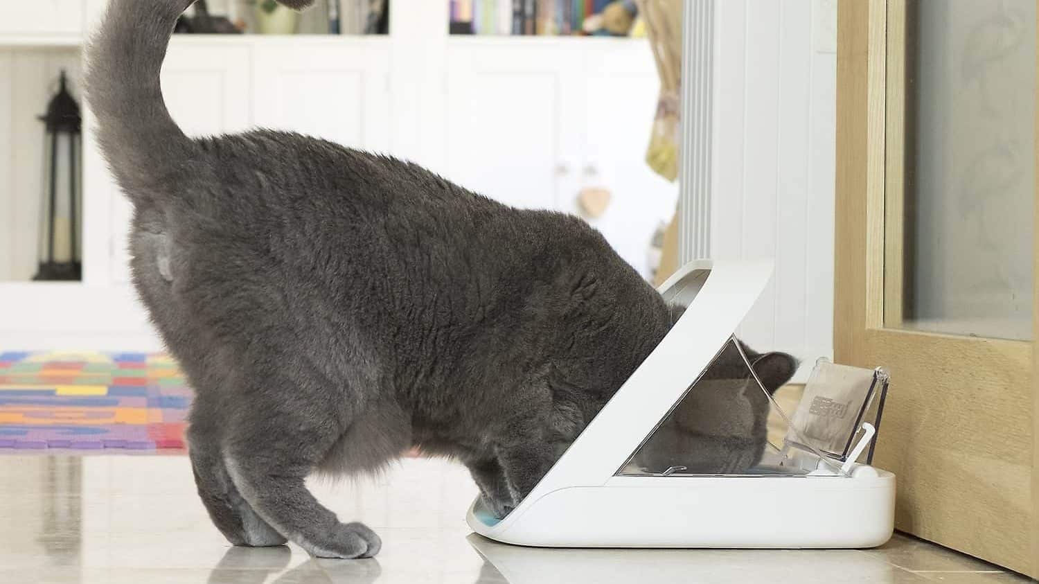 The 6 Best Automatic Cat Feeders The Dog People by
