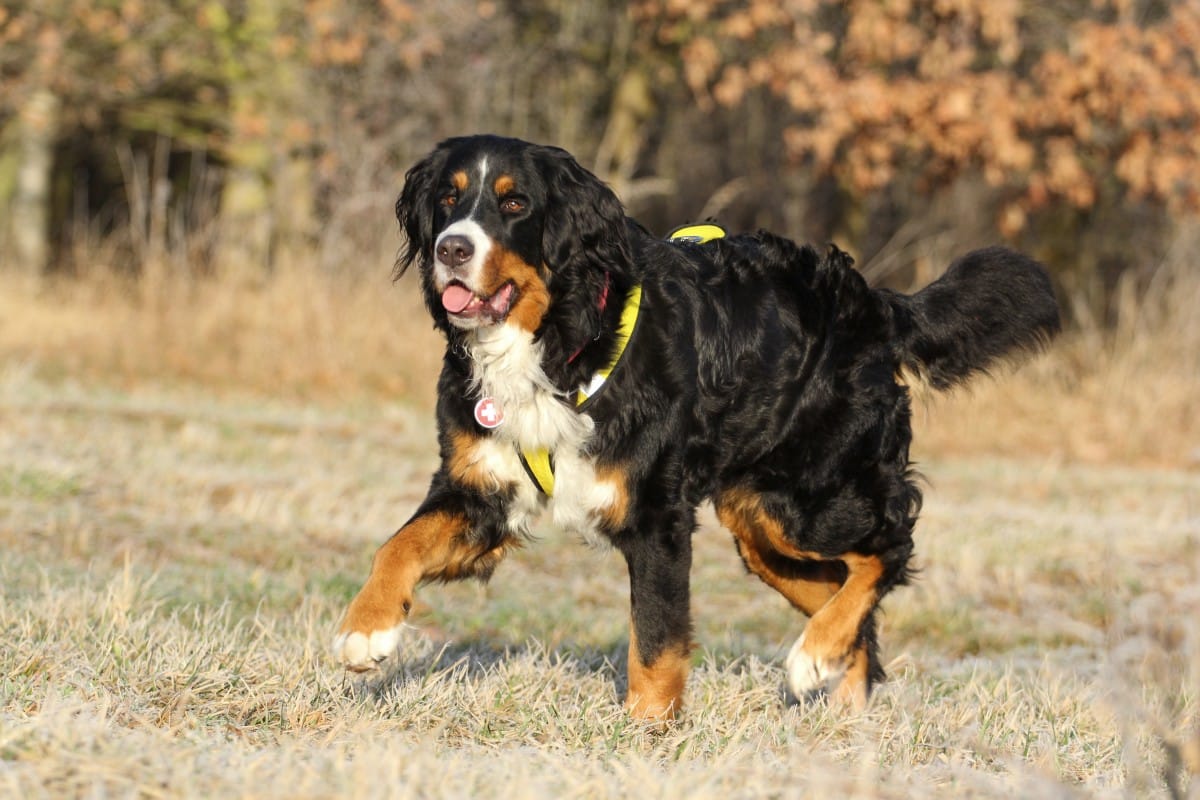 bernese mountain dog walking