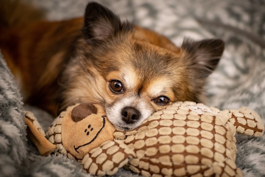 great & small dog toys
