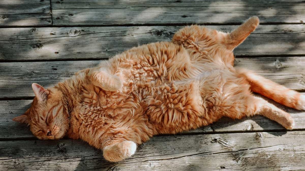 hot-cat-summer-day-1200x675.jpg